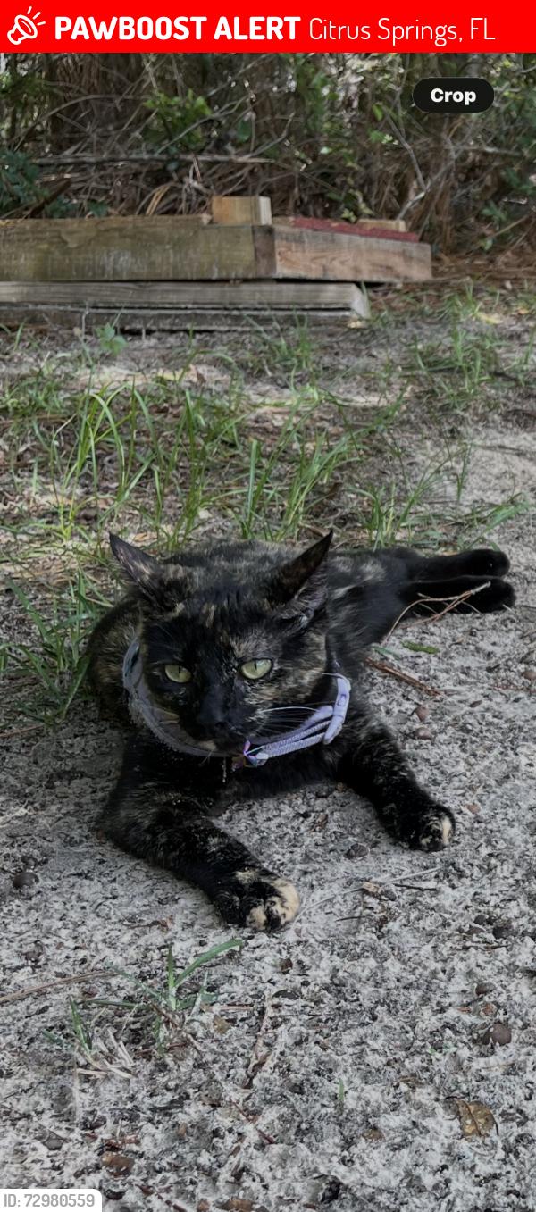 Lost Female Cat last seen Palmview and N Sarazen Dr , Citrus Springs, FL 34434