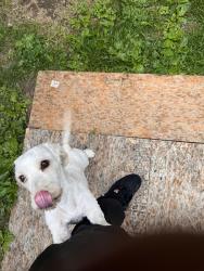 Lost Male Dog last seen Marathon gas station, Indianapolis, IN 46235