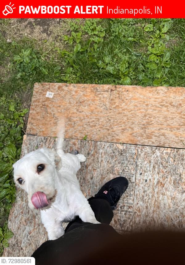 Lost Male Dog last seen Marathon gas station, Indianapolis, IN 46235