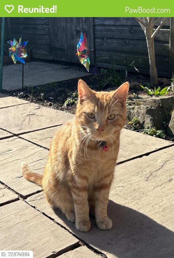 Reunited Male Cat last seen Near new street Grassmoor , Grassmoor, England S42 5EE