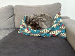 Reunited Male Dog last seen Manly Cemetary, Fairlight, NSW 2094