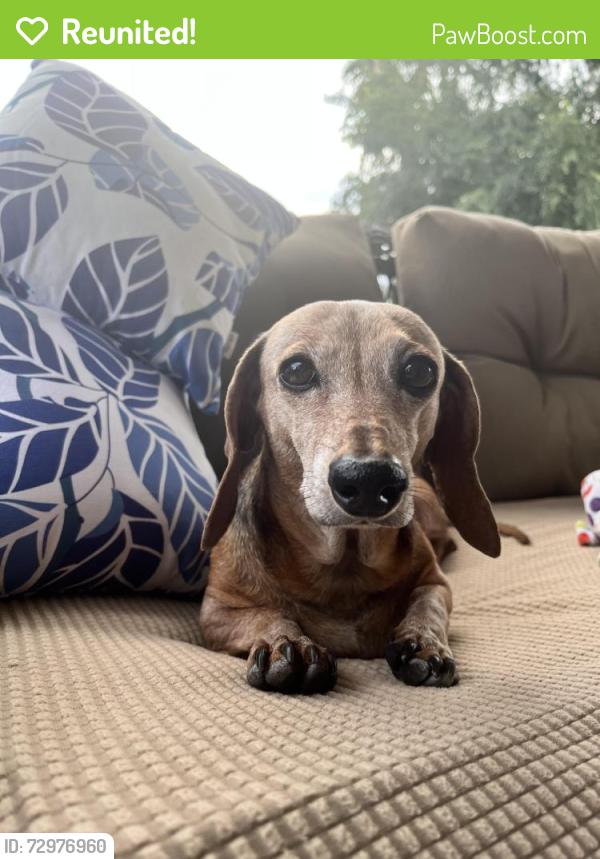 Reunited Female Dog last seen 49th ave larkspur dr, Glendale, AZ 85304