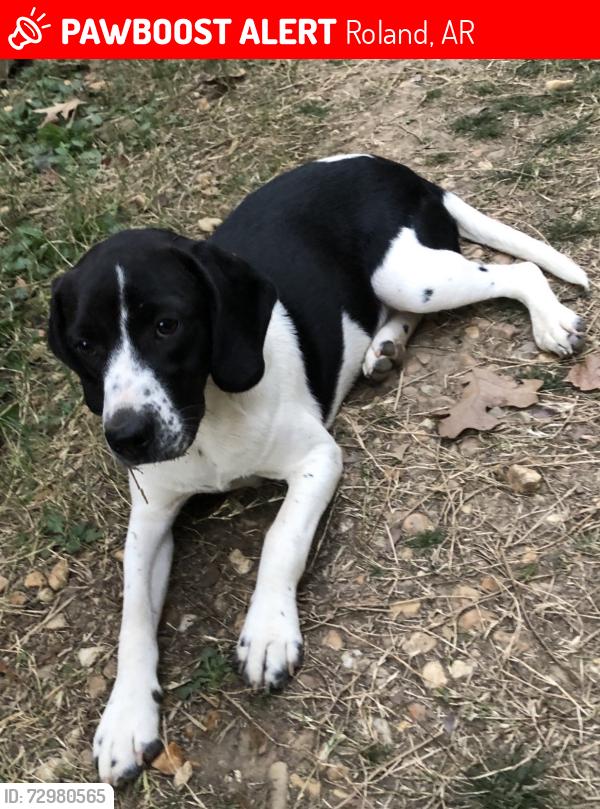 Lost Female Dog last seen Hey 300, Monnie Springs, Roland, AR 72135