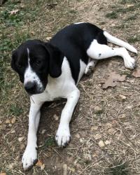 Lost Female Dog last seen Hey 300, Monnie Springs, Roland, AR 72135