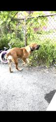 Lost Female Dog last seen babcock and dorothy, Buffalo, NY 14202