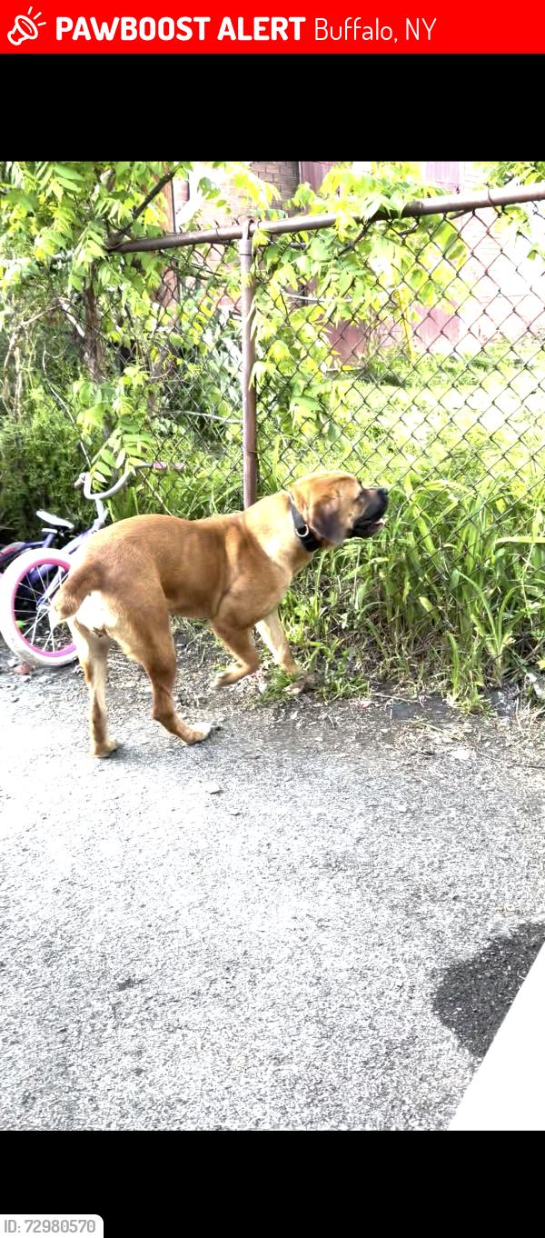 Lost Female Dog last seen babcock and dorothy, Buffalo, NY 14202