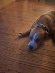 Reunited Male Dog last seen Broadway Ave & 3rd St, McKees Rocks, PA 15136