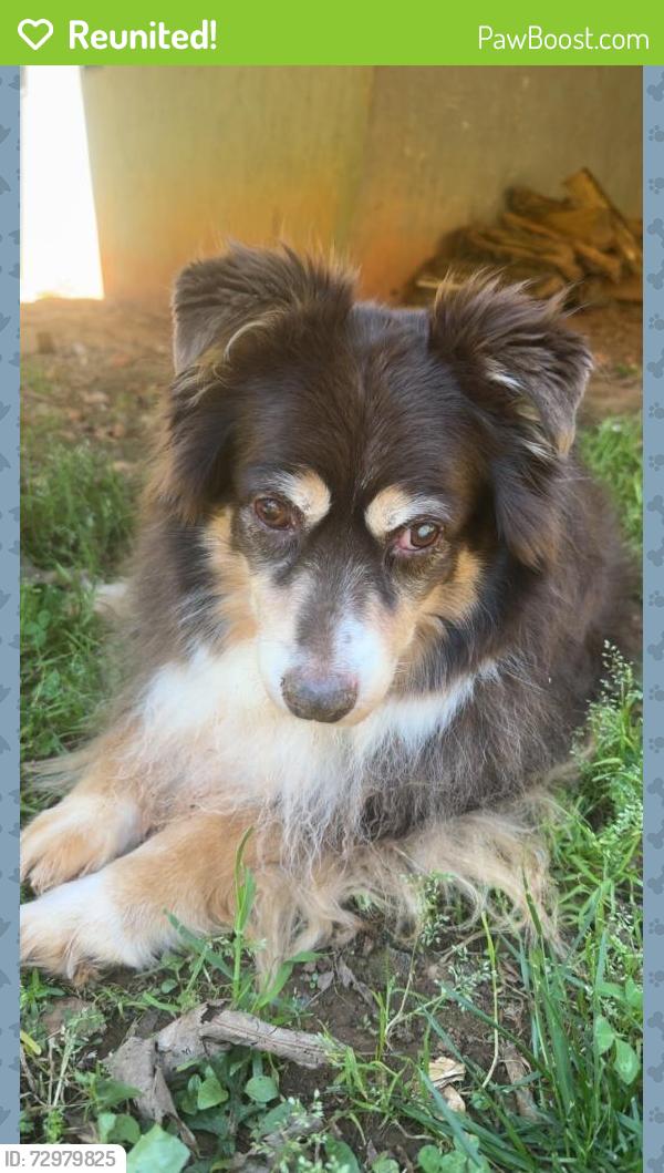Reunited Female Dog last seen Anderson Mountain Rd, Maiden, NC 28650