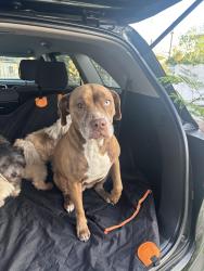 Lost Female Dog last seen center st and ocoee hills, Ocoee, FL 34761