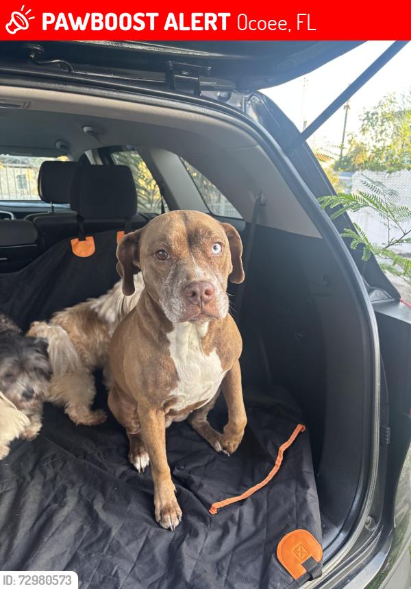 Lost Female Dog last seen center st and ocoee hills, Ocoee, FL 34761