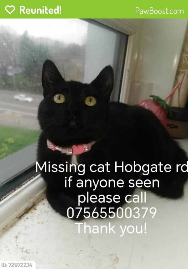 Reunited Male Cat last seen Asda, farmfoods, Woden road surgery, Tudor road surgery, West Midlands, England WV10