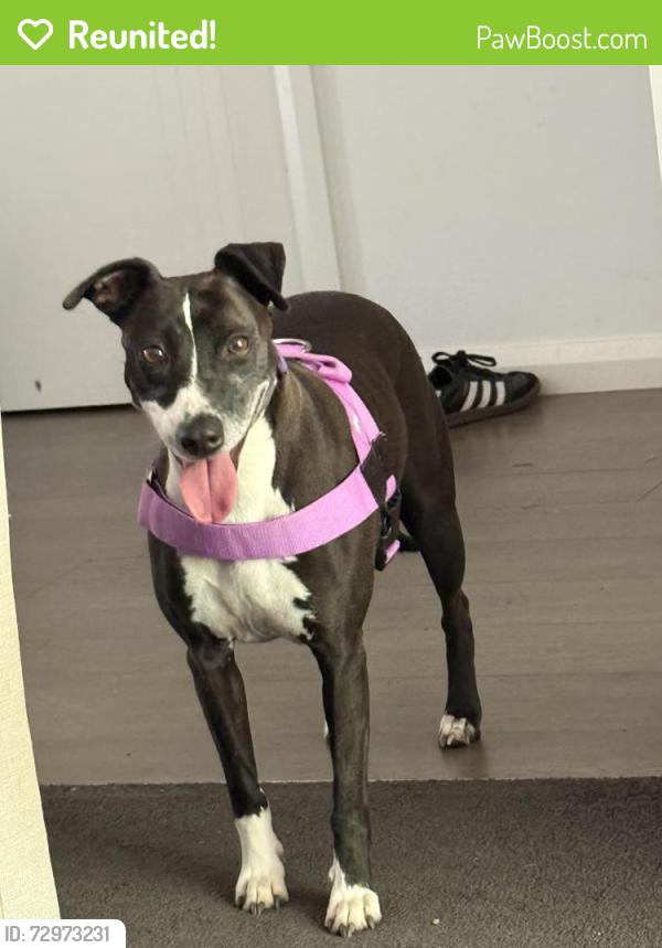 Reunited Female Dog last seen O’Connor oval, O'Connor, ACT 2602