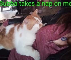 Lost Male Cat last seen Crism9n broadway, Mesa, AZ 85208