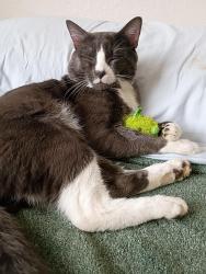 Lost Male Cat last seen Near N Wilbur Rd Apt #99, Spokane Valley, WA 99206