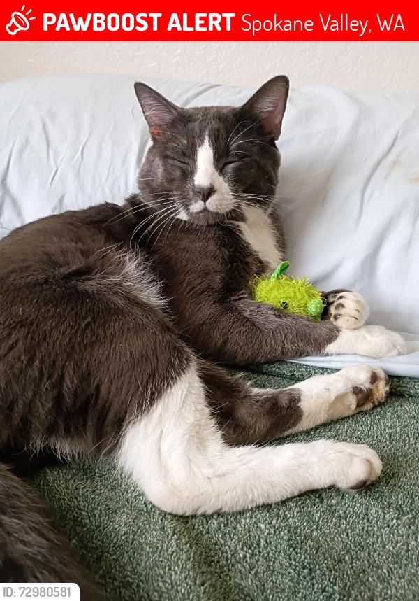 Lost Male Cat last seen Near N Wilbur Rd Apt #99, Spokane Valley, WA 99206