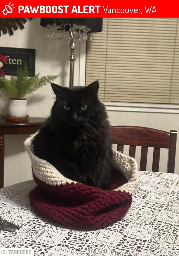 Lost Male Cat last seen Morrison , Vancouver, WA 98664