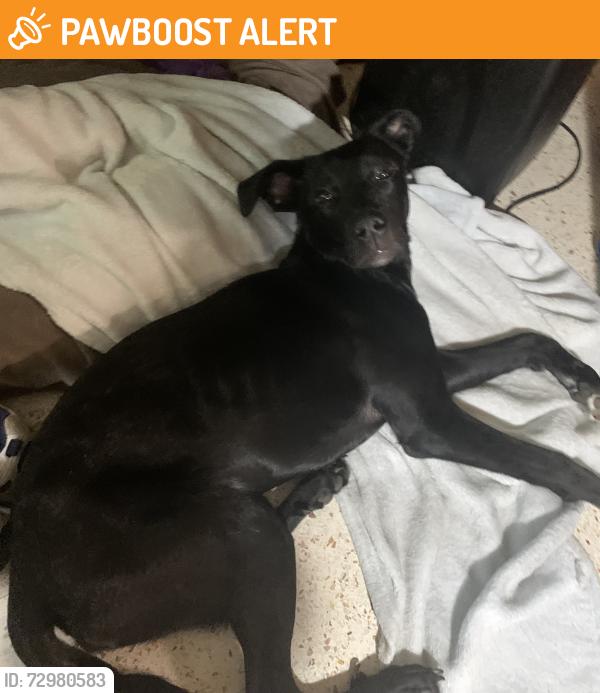 Found/Stray Male Dog last seen Acacia and live oak, Melbourne Village, Melbourne Village, FL 32904