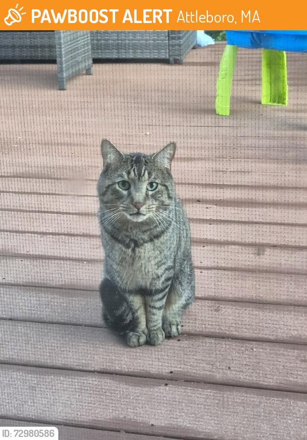 Found/Stray Unknown Cat last seen O'Donnell, county street. Near 95, Attleboro, MA 02703