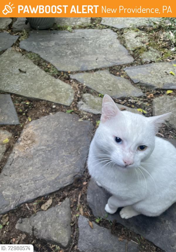 Found/Stray Unknown Cat last seen Refton Rd , New Providence, PA 17560
