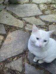 Found/Stray Unknown Cat last seen Refton Rd , New Providence, PA 17560
