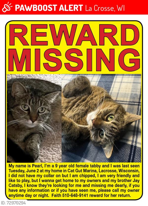 Lost Female Cat last seen Cat Gut Marina, La Crosse, WI 54603