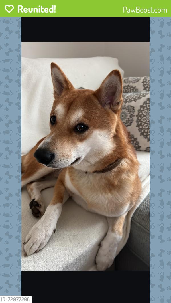 Reunited Male Dog last seen coram road and huntington avenue intersection, Shelton, CT 06484