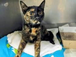 Shelter Stray Female Cat last seen , 11258 Garfield Ave, Downey, CA 90242, USA