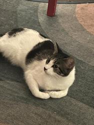 Reunited Female Cat last seen E5 8DS, Lower Clapton, England E5 8DS