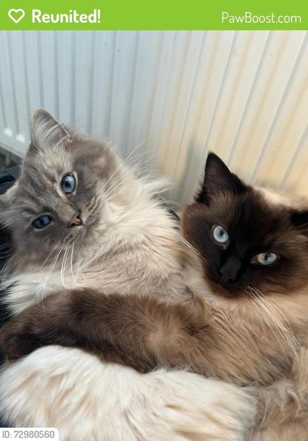 Reunited Male Cat last seen Torquay street, Bernard Street milton, Glasgow City, Scotland G22 7QL