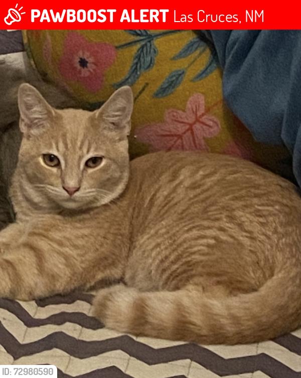 Lost Male Cat last seen Melendres and Court, Las Cruces, NM 88005