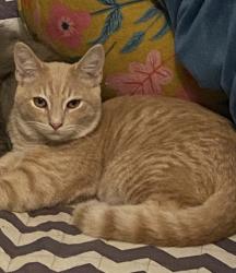 Lost Male Cat last seen Melendres and Court, Las Cruces, NM 88005