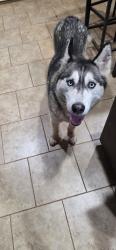 Reunited Female Dog last seen SW 48th & Hunter Blvd, Oklahoma City, OK 73179
