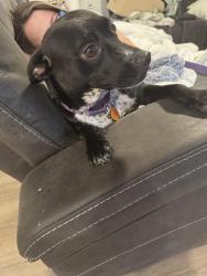 Reunited Female Dog last seen Connally trail, discovery island area, Simpsonville, SC 29680