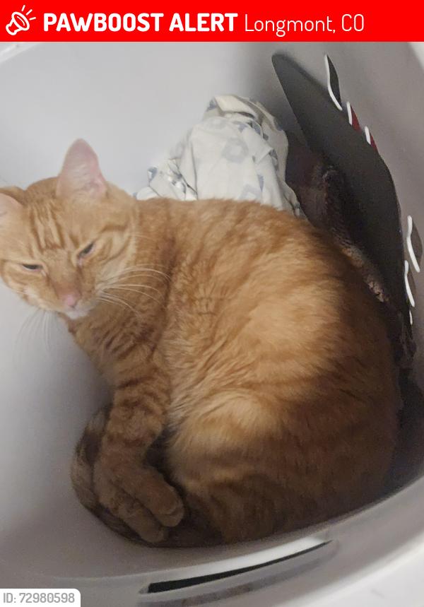Lost Female Cat last seen 17th a b e and sumner st, Longmont, CO 80501