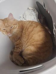 Lost Female Cat last seen 17th a b e and sumner st, Longmont, CO 80501