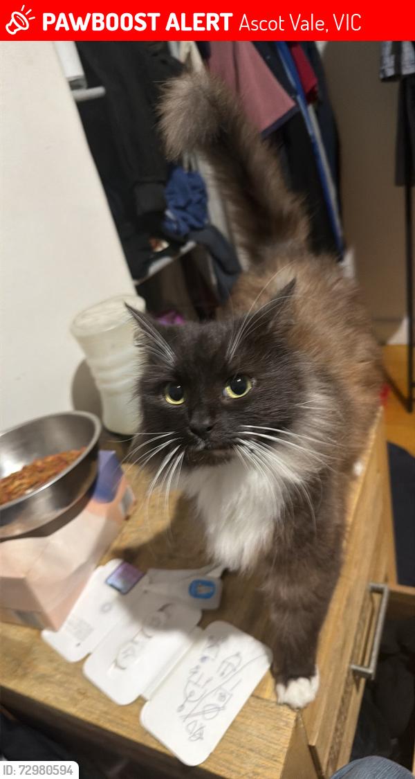 Lost Female Cat last seen Near epson road, Ascot Vale, VIC 3032