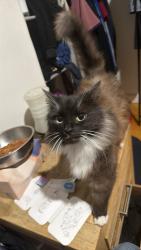 Lost Female Cat last seen Near epson road, Ascot Vale, VIC 3032