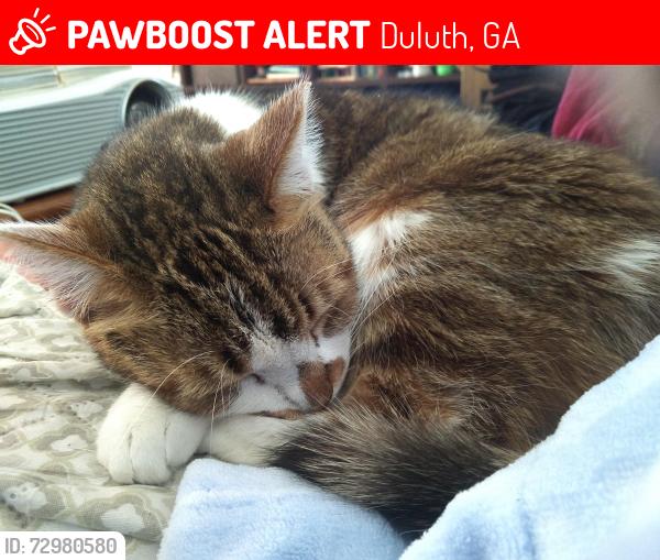 Lost Male Cat last seen Ennfield Lane and Crossfield Way Duluth GA 30096, Duluth, GA 30096