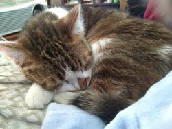 Lost Male Cat last seen Ennfield Lane and Crossfield Way Duluth GA 30096, Duluth, GA 30096