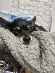 Reunited Male Dog last seen Lost in time , Winston-Salem, NC 27127