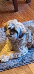 Reunited Female Dog last seen Hillman Road, Teaneck, NJ 07666