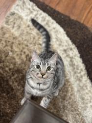Lost Female Cat last seen William park way, Brampton, ON L6V