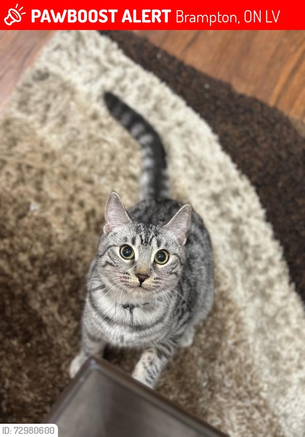 Lost Female Cat last seen William park way, Brampton, ON L6V