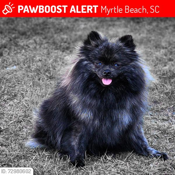 Lost Female Dog last seen Southgate Parkway , Myrtle Beach, SC 29579