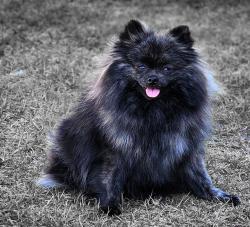 Lost Female Dog last seen Southgate Parkway , Myrtle Beach, SC 29579