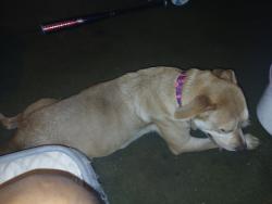 Reunited Female Dog last seen Tram rd and hwy 321, Dayton, TX 77535