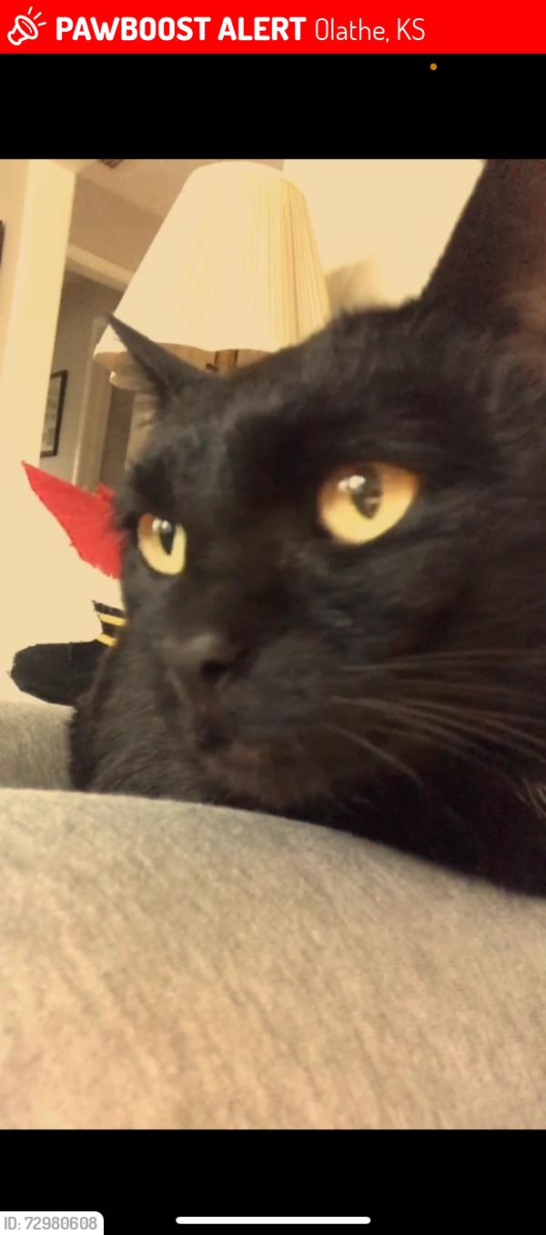 Lost Female Cat last seen College Blvd. & Pflumm, Olathe, KS 66215