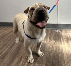 Shelter Stray Female Dog last seen Westinghouse Street, San Diego, CA, 92111, San Diego, CA 92110