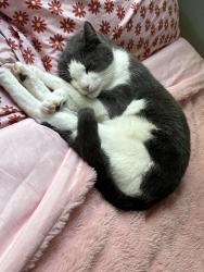 Lost Male Cat last seen Conway road and michigan , Orlando, FL 32812