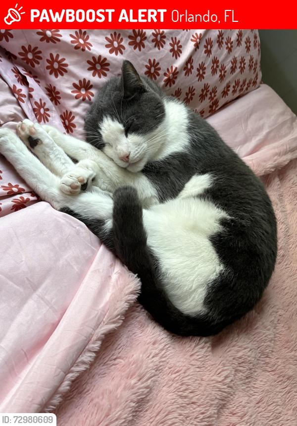 Lost Male Cat last seen Conway road and michigan , Orlando, FL 32812
